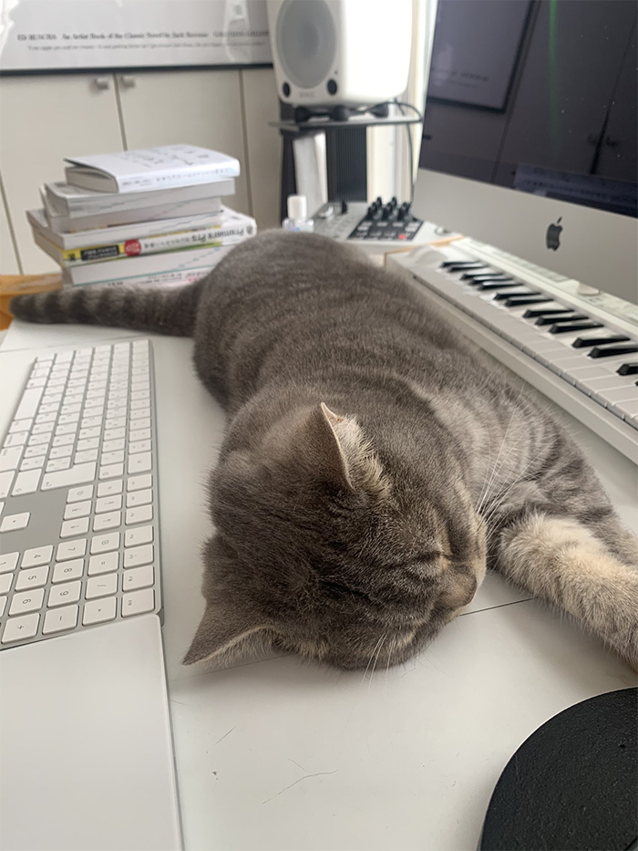 Man Trying To Work From Home Gets Constantly Interrupted By His Cat, Tricks It Into Being Calm By Placing A Box On His Desk Man Trying To Work From Home Gets Constantly Interrupted By His Cat, Tricks It Into Being Calm By Placing A Box On His Desk