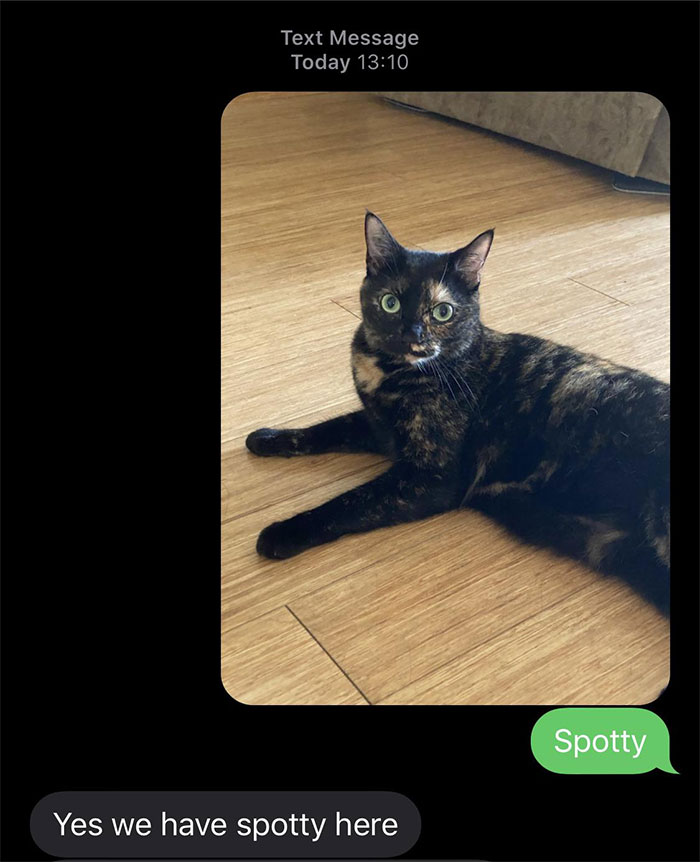 Person Has Their Parents Watch Their Cat During Their First Year Of College, Parents Secretly Give It Away Person Has Their Parents Watch Their Cat During Their First Year Of College, Parents Secretly Give It Away