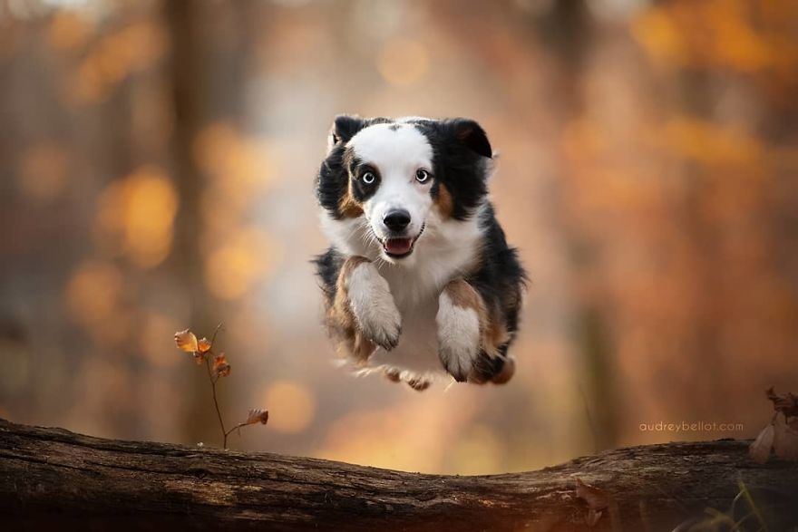 I Combined My Two Favorite Things, Dogs And Nature, To Create These Magical Photos (49 Pics) I Combined My Two Favorite Things, Dogs And Nature, To Create These Magical Photos (49 Pics)