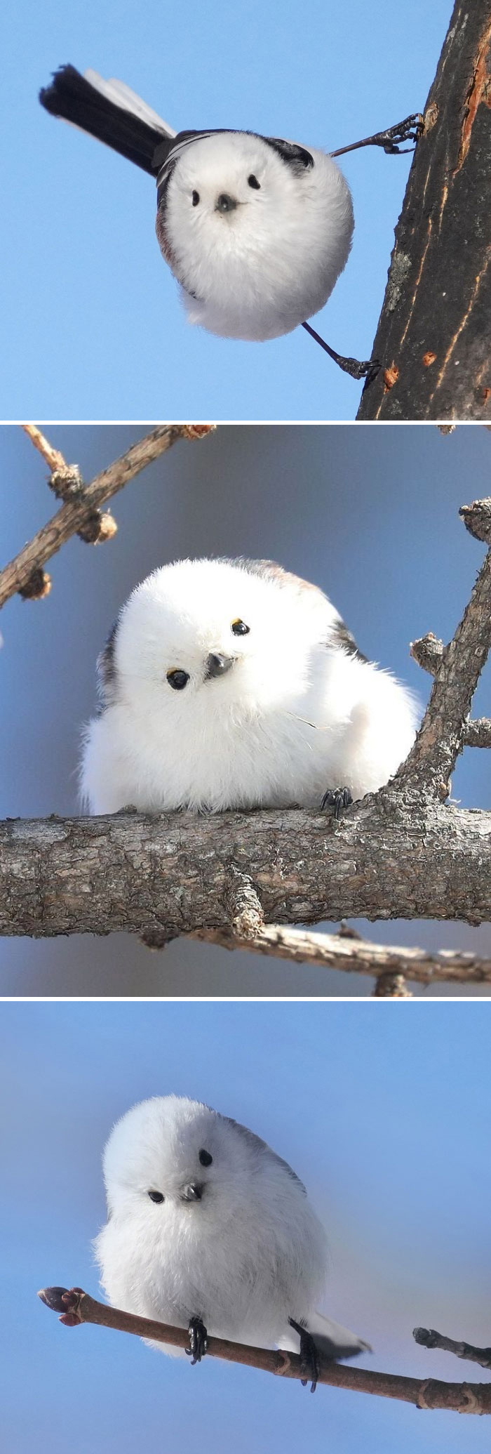 30 Extraordinarily Beautiful Birds You Might Not Have Heard About 30 Extraordinarily Beautiful Birds You Might Not Have Heard About