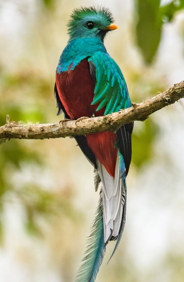 30 Extraordinarily Beautiful Birds You Might Not Have Heard About 30 Extraordinarily Beautiful Birds You Might Not Have Heard About