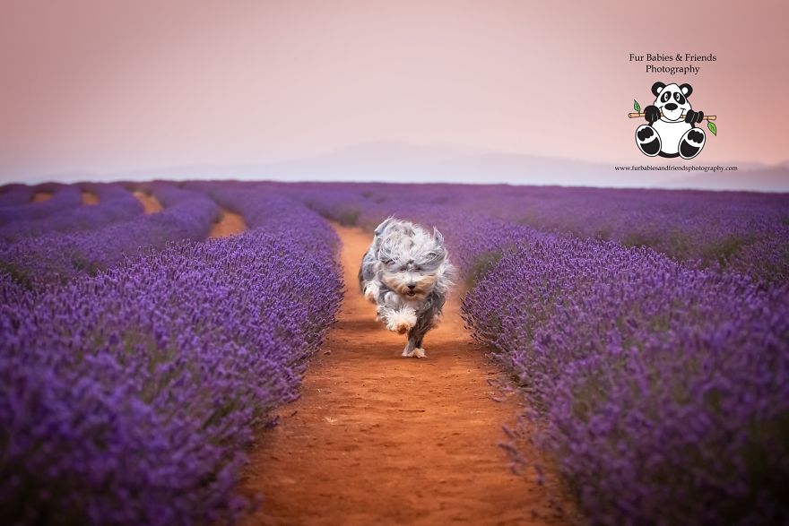 Every January, I Go To Blooming Lavender Fields In Tasmania To Take These Dreamy Photos Of Pets (100 Pics) Every January, I Go To Blooming Lavender Fields In Tasmania To Take These Dreamy Photos Of Pets (100 Pics)