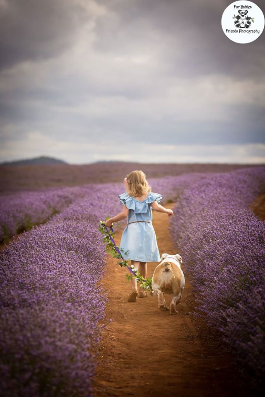 Every January, I Go To Blooming Lavender Fields In Tasmania To Take These Dreamy Photos Of Pets (100 Pics) Every January, I Go To Blooming Lavender Fields In Tasmania To Take These Dreamy Photos Of Pets (100 Pics)