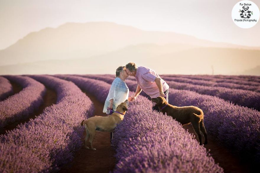 Every January, I Go To Blooming Lavender Fields In Tasmania To Take These Dreamy Photos Of Pets (100 Pics) Every January, I Go To Blooming Lavender Fields In Tasmania To Take These Dreamy Photos Of Pets (100 Pics)
