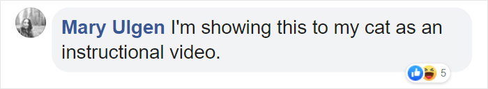 Wild Bobcat Makes This Huge Leap Over The River Seem Effortless And The Video Goes Viral Wild Bobcat Makes This Huge Leap Over The River Seem Effortless And The Video Goes Viral