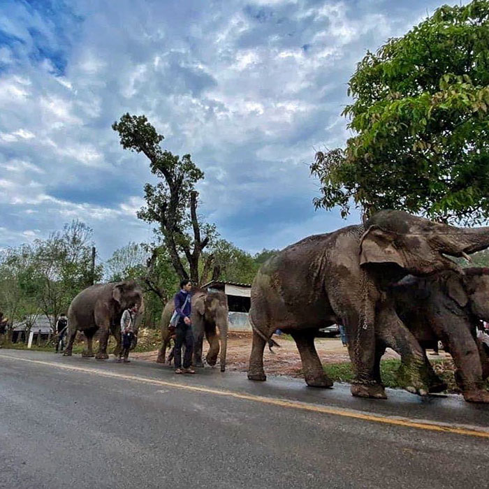 Thai Elephants Return Home After The Number Of Tourists Dwindles Thai Elephants Return Home After The Number Of Tourists Dwindles