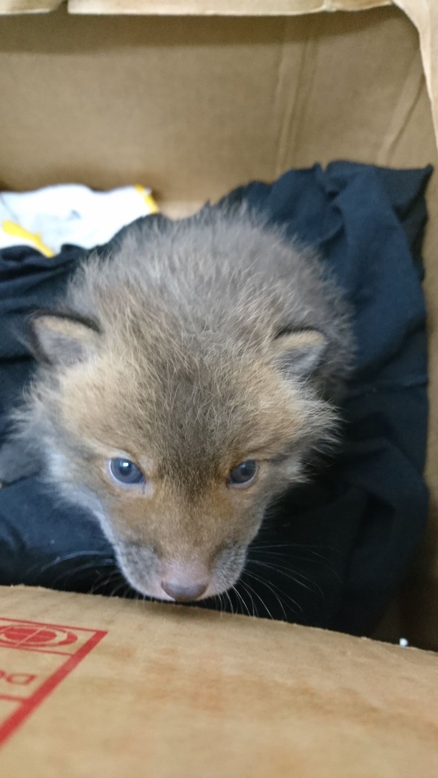Japanese Man Goes To Social Media To Search For The Owners Of The “Puppy” He Found, Finds Out It’s Not A Puppy After All Japanese Man Goes To Social Media To Search For The Owners Of The “Puppy” He Found, Finds Out It’s Not A Puppy After All