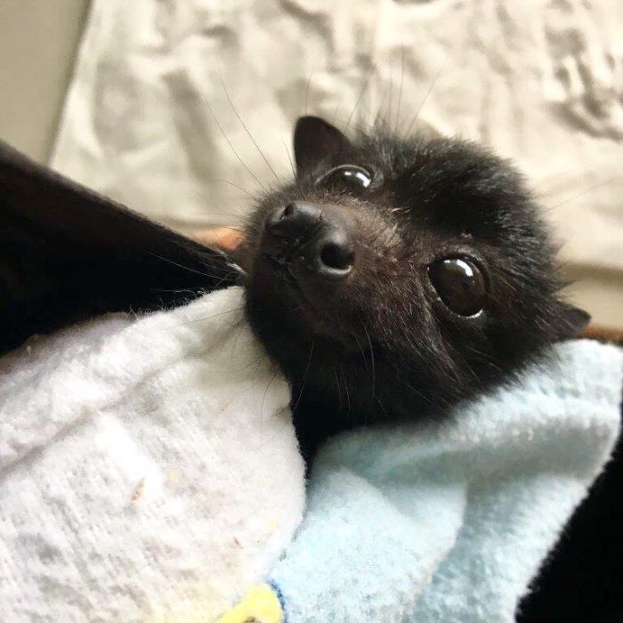 A Bat Rescue Organization Posted These 40 Pics Of Bats Being Cute To Show How Harmless They Actually Are A Bat Rescue Organization Posted These 40 Pics Of Bats Being Cute To Show How Harmless They Actually Are