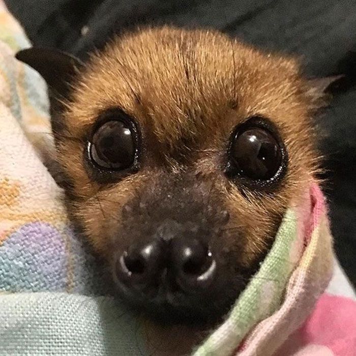 A Bat Rescue Organization Posted These 40 Pics Of Bats Being Cute To Show How Harmless They Actually Are A Bat Rescue Organization Posted These 40 Pics Of Bats Being Cute To Show How Harmless They Actually Are