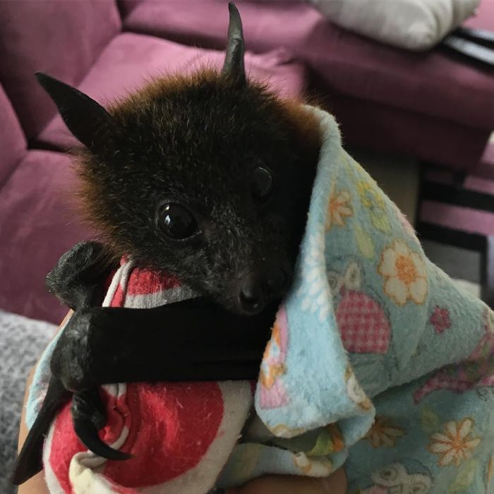 A Bat Rescue Organization Posted These 40 Pics Of Bats Being Cute To Show How Harmless They Actually Are A Bat Rescue Organization Posted These 40 Pics Of Bats Being Cute To Show How Harmless They Actually Are