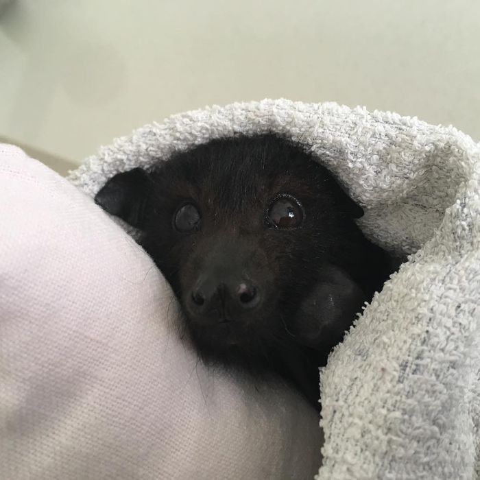 A Bat Rescue Organization Posted These 40 Pics Of Bats Being Cute To Show How Harmless They Actually Are A Bat Rescue Organization Posted These 40 Pics Of Bats Being Cute To Show How Harmless They Actually Are