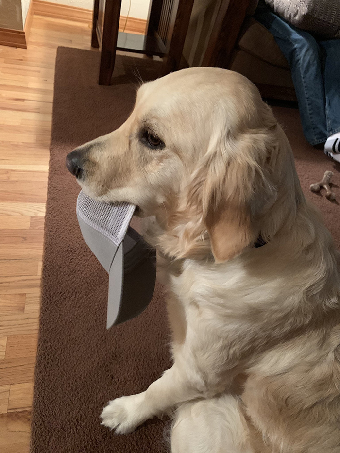 This Golden Retriever Picks Up Random Objects When She’s Not Getting Enough Attention (18 Photos) This Golden Retriever Picks Up Random Objects When She’s Not Getting Enough Attention (18 Photos)