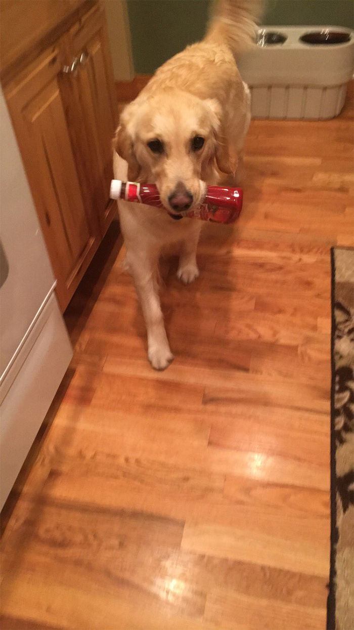 This Golden Retriever Picks Up Random Objects When She’s Not Getting Enough Attention (18 Photos) This Golden Retriever Picks Up Random Objects When She’s Not Getting Enough Attention (18 Photos)