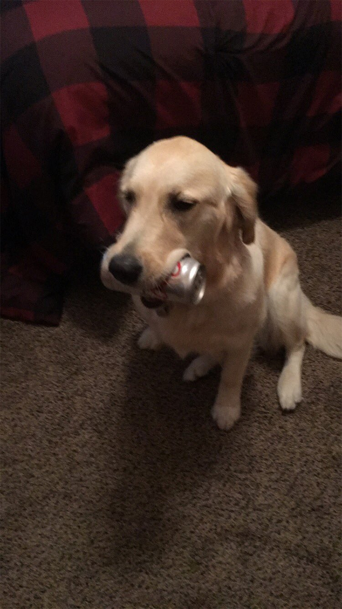 This Golden Retriever Picks Up Random Objects When She’s Not Getting Enough Attention (18 Photos) This Golden Retriever Picks Up Random Objects When She’s Not Getting Enough Attention (18 Photos)