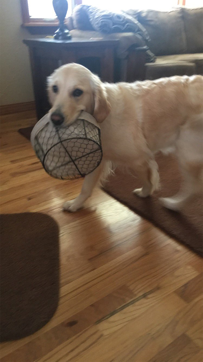 This Golden Retriever Picks Up Random Objects When She’s Not Getting Enough Attention (18 Photos) This Golden Retriever Picks Up Random Objects When She’s Not Getting Enough Attention (18 Photos)