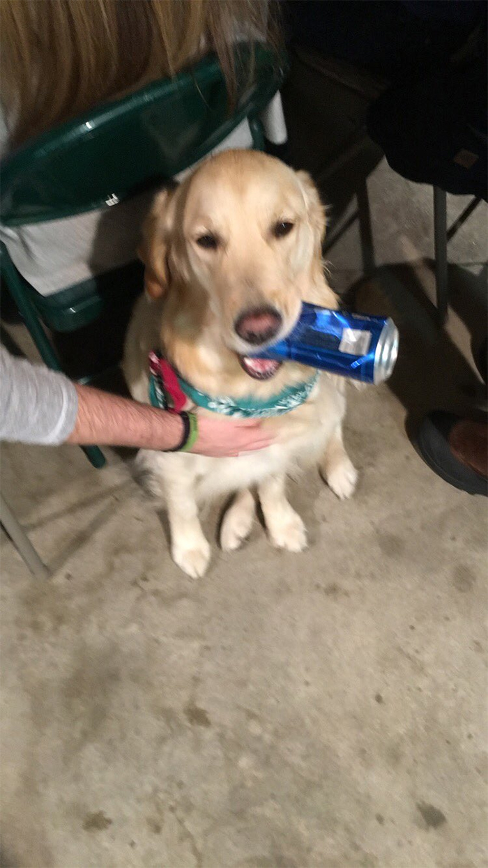 This Golden Retriever Picks Up Random Objects When She’s Not Getting Enough Attention (18 Photos) This Golden Retriever Picks Up Random Objects When She’s Not Getting Enough Attention (18 Photos)