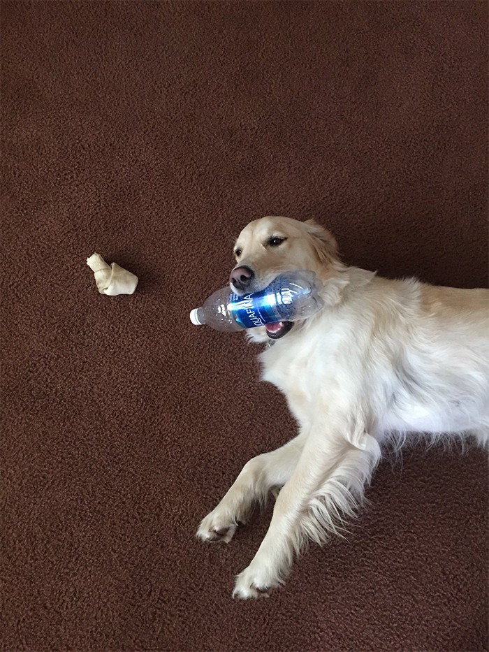 This Golden Retriever Picks Up Random Objects When She’s Not Getting Enough Attention (18 Photos) This Golden Retriever Picks Up Random Objects When She’s Not Getting Enough Attention (18 Photos)