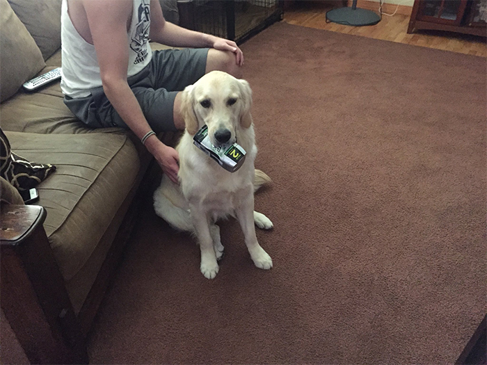 This Golden Retriever Picks Up Random Objects When She’s Not Getting Enough Attention (18 Photos) This Golden Retriever Picks Up Random Objects When She’s Not Getting Enough Attention (18 Photos)
