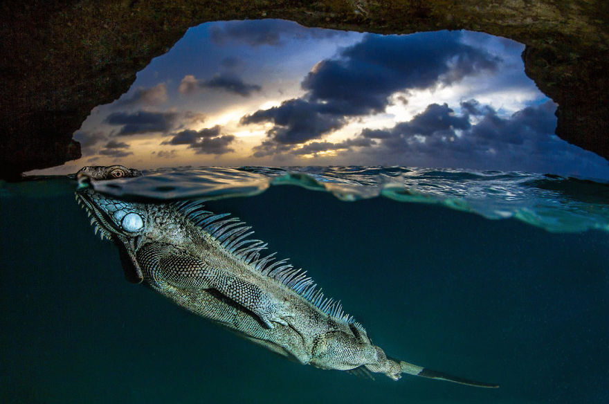 30 Of The Best Shots From The 2020 BigPicture Natural World Photography Competition 30 Of The Best Shots From The 2020 BigPicture Natural World Photography Competition