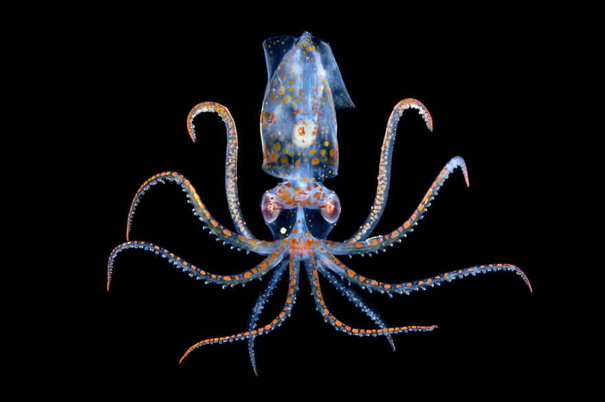 30 Of The Best Shots From The 2020 BigPicture Natural World Photography Competition 30 Of The Best Shots From The 2020 BigPicture Natural World Photography Competition