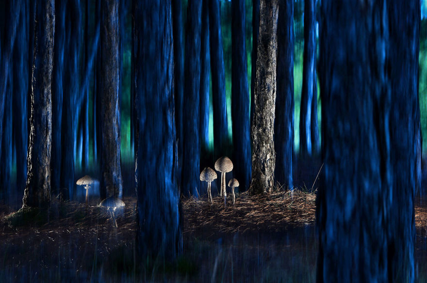 30 Of The Best Shots From The 2020 BigPicture Natural World Photography Competition 30 Of The Best Shots From The 2020 BigPicture Natural World Photography Competition