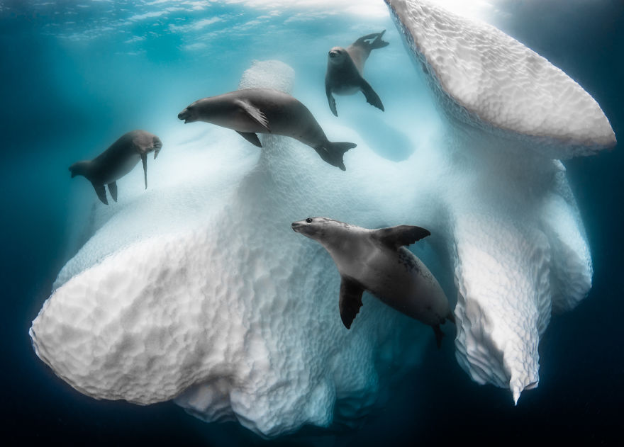 30 Of The Best Shots From The 2020 BigPicture Natural World Photography Competition 30 Of The Best Shots From The 2020 BigPicture Natural World Photography Competition