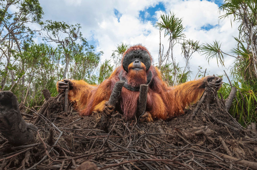 30 Of The Best Shots From The 2020 BigPicture Natural World Photography Competition 30 Of The Best Shots From The 2020 BigPicture Natural World Photography Competition