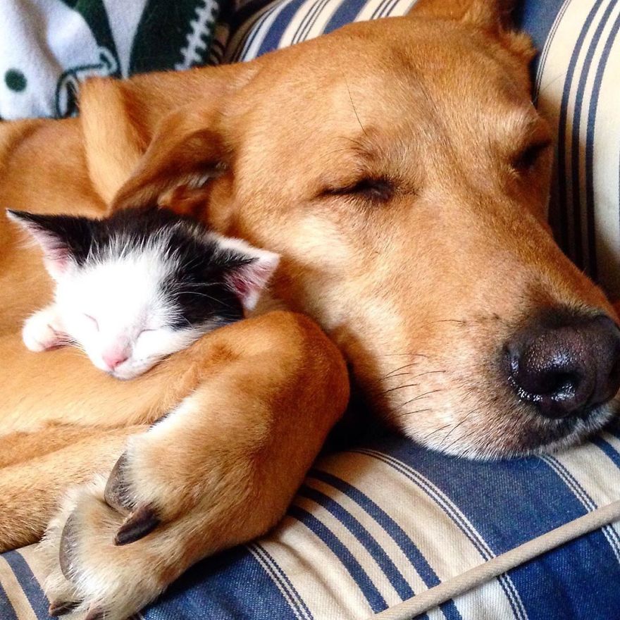 Dog Takes Care Of Every Rescue Kitten In This Cat Shelter And Here Are 30 Pics To Show His Love Is Never-ending Dog Takes Care Of Every Rescue Kitten In This Cat Shelter And Here Are 30 Pics To Show His Love Is Never-ending