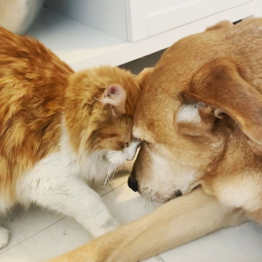 Dog Takes Care Of Every Rescue Kitten In This Cat Shelter And Here Are 30 Pics To Show His Love Is Never-ending Dog Takes Care Of Every Rescue Kitten In This Cat Shelter And Here Are 30 Pics To Show His Love Is Never-ending