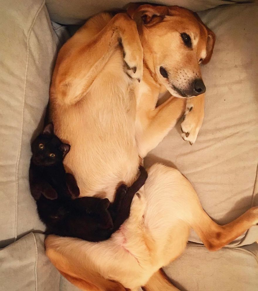 Dog Takes Care Of Every Rescue Kitten In This Cat Shelter And Here Are 30 Pics To Show His Love Is Never-ending Dog Takes Care Of Every Rescue Kitten In This Cat Shelter And Here Are 30 Pics To Show His Love Is Never-ending