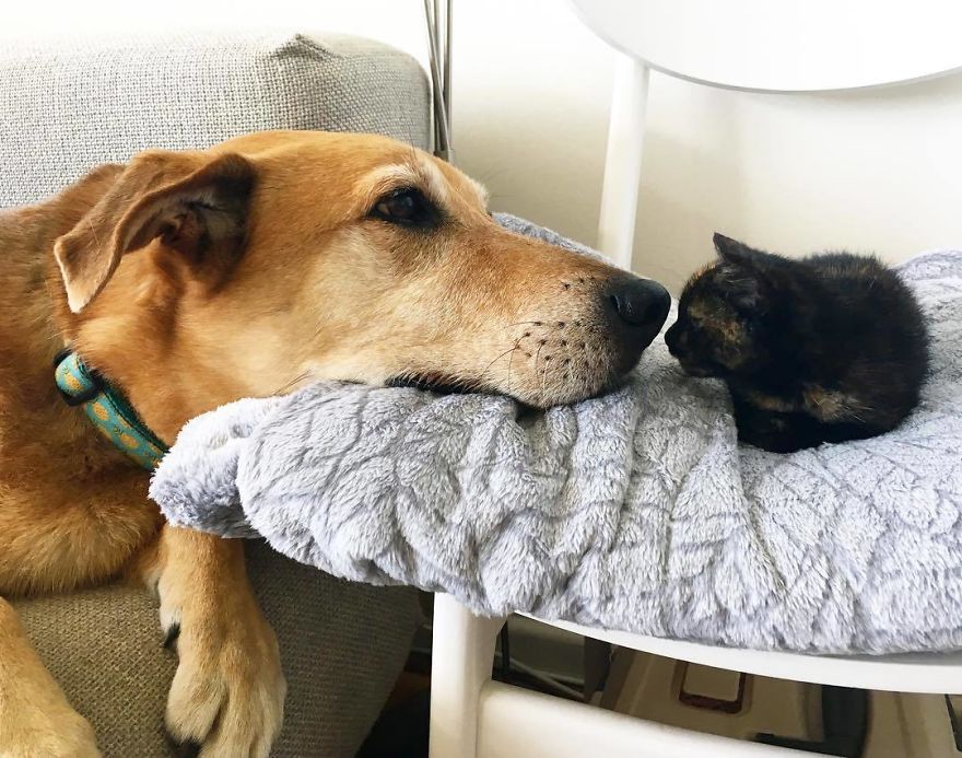 Dog Takes Care Of Every Rescue Kitten In This Cat Shelter And Here Are 30 Pics To Show His Love Is Never-ending Dog Takes Care Of Every Rescue Kitten In This Cat Shelter And Here Are 30 Pics To Show His Love Is Never-ending