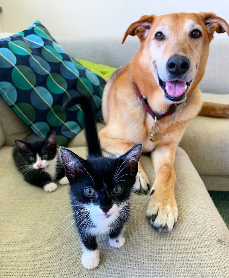 Dog Takes Care Of Every Rescue Kitten In This Cat Shelter And Here Are 30 Pics To Show His Love Is Never-ending Dog Takes Care Of Every Rescue Kitten In This Cat Shelter And Here Are 30 Pics To Show His Love Is Never-ending