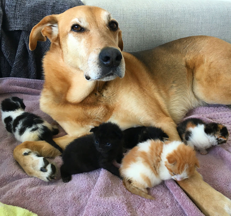 Dog Takes Care Of Every Rescue Kitten In This Cat Shelter And Here Are 30 Pics To Show His Love Is Never-ending Dog Takes Care Of Every Rescue Kitten In This Cat Shelter And Here Are 30 Pics To Show His Love Is Never-ending