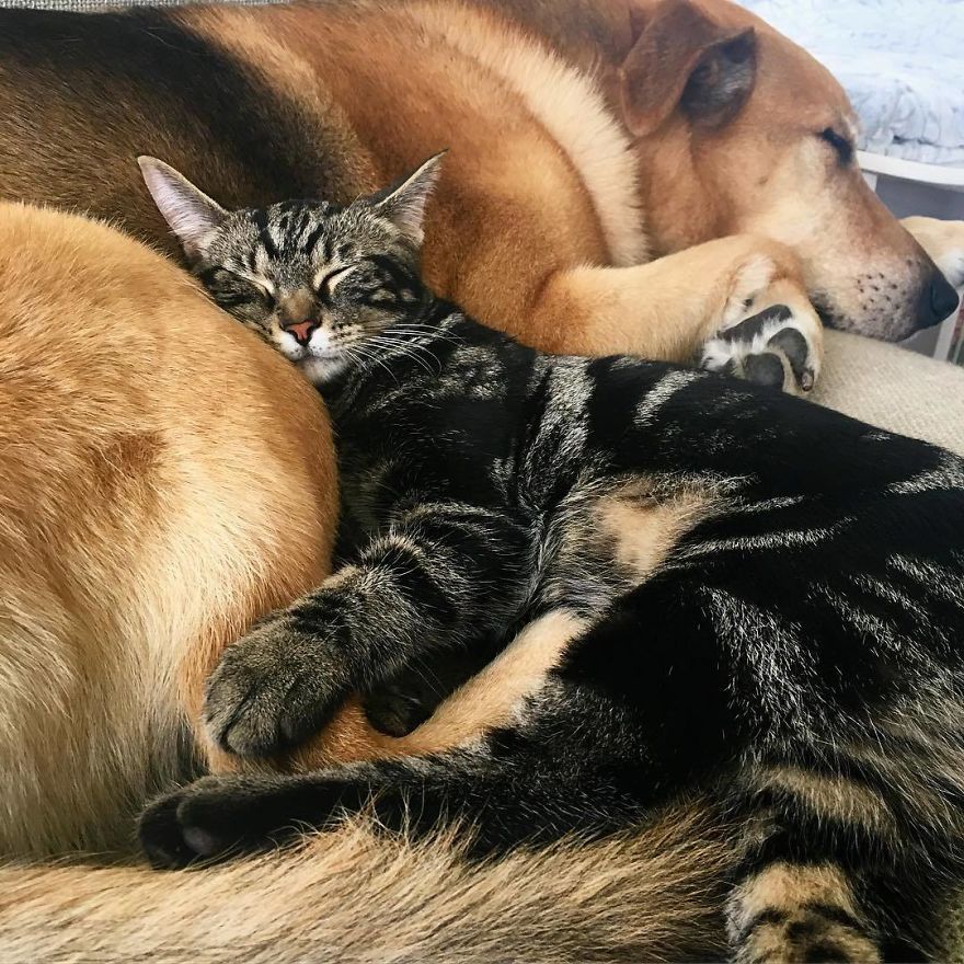 Dog Takes Care Of Every Rescue Kitten In This Cat Shelter And Here Are 30 Pics To Show His Love Is Never-ending Dog Takes Care Of Every Rescue Kitten In This Cat Shelter And Here Are 30 Pics To Show His Love Is Never-ending
