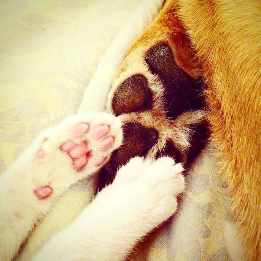 Dog Takes Care Of Every Rescue Kitten In This Cat Shelter And Here Are 30 Pics To Show His Love Is Never-ending Dog Takes Care Of Every Rescue Kitten In This Cat Shelter And Here Are 30 Pics To Show His Love Is Never-ending