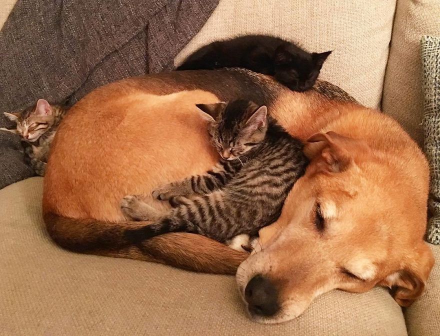 Dog Takes Care Of Every Rescue Kitten In This Cat Shelter And Here Are 30 Pics To Show His Love Is Never-ending Dog Takes Care Of Every Rescue Kitten In This Cat Shelter And Here Are 30 Pics To Show His Love Is Never-ending