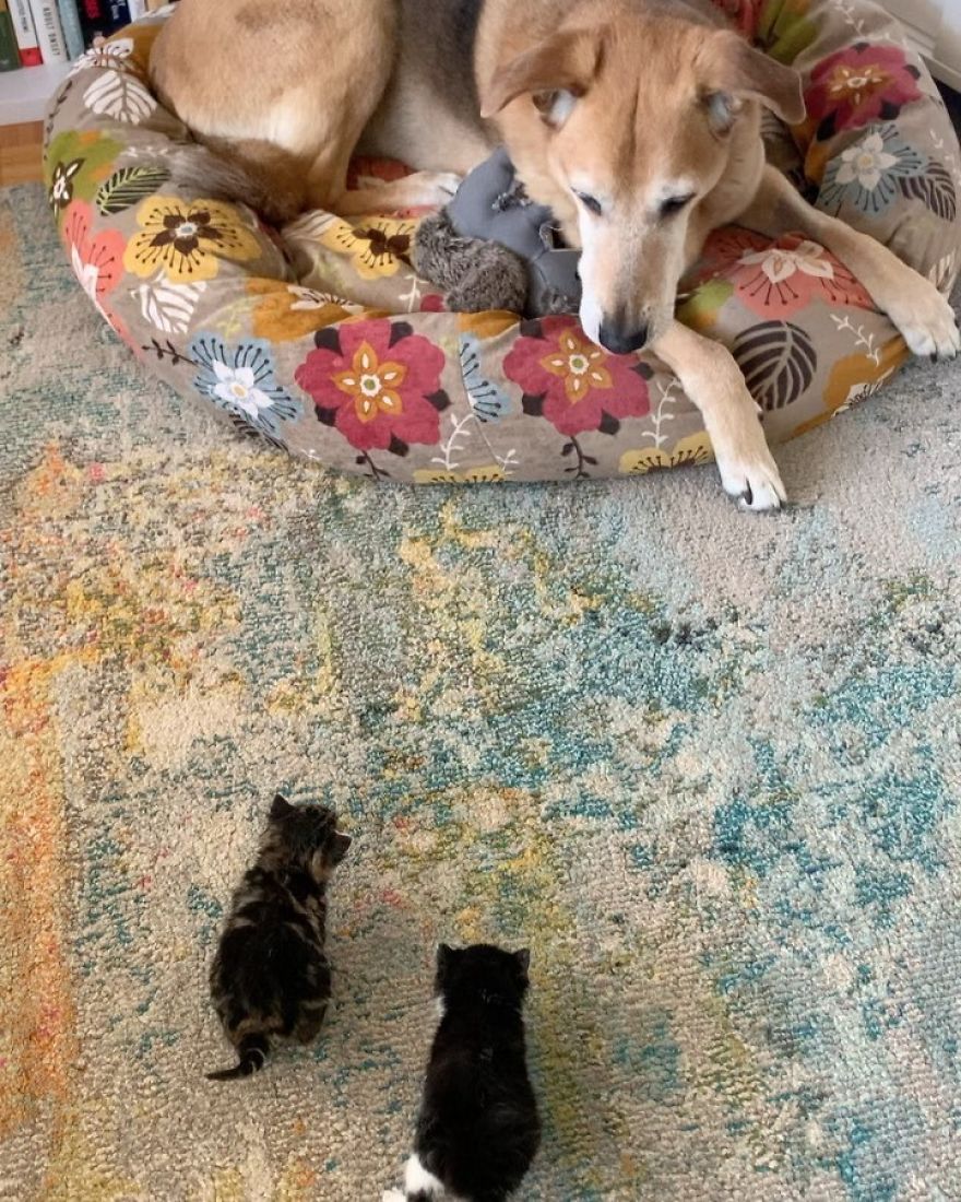 Dog Takes Care Of Every Rescue Kitten In This Cat Shelter And Here Are 30 Pics To Show His Love Is Never-ending Dog Takes Care Of Every Rescue Kitten In This Cat Shelter And Here Are 30 Pics To Show His Love Is Never-ending