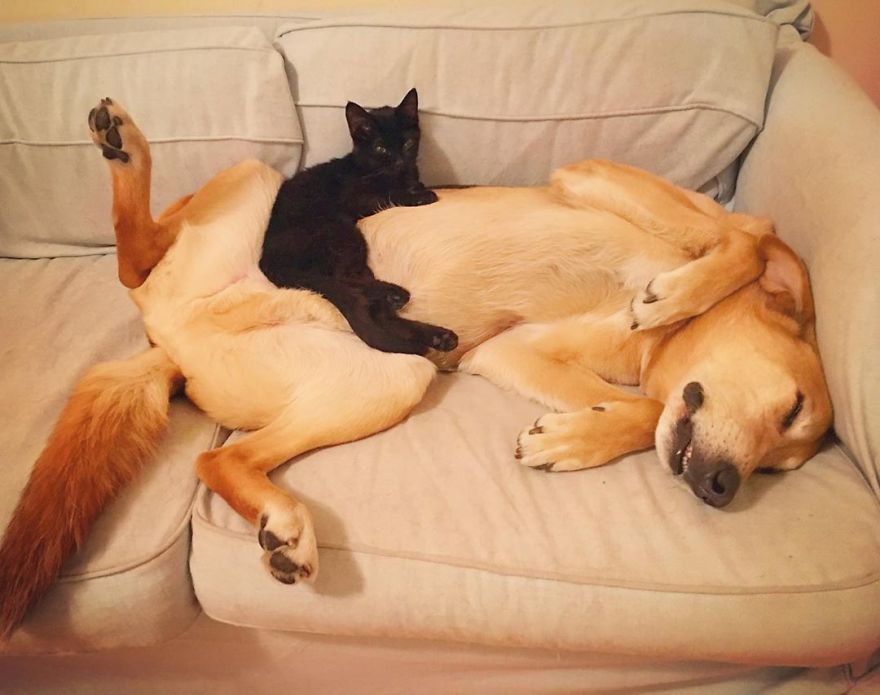 Dog Takes Care Of Every Rescue Kitten In This Cat Shelter And Here Are 30 Pics To Show His Love Is Never-ending Dog Takes Care Of Every Rescue Kitten In This Cat Shelter And Here Are 30 Pics To Show His Love Is Never-ending