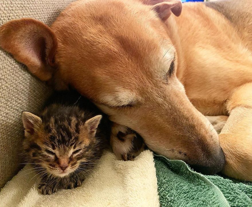 Dog Takes Care Of Every Rescue Kitten In This Cat Shelter And Here Are 30 Pics To Show His Love Is Never-ending Dog Takes Care Of Every Rescue Kitten In This Cat Shelter And Here Are 30 Pics To Show His Love Is Never-ending
