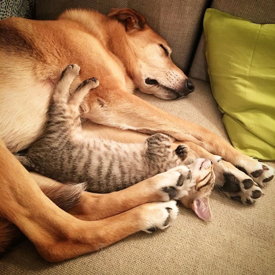 Dog Takes Care Of Every Rescue Kitten In This Cat Shelter And Here Are 30 Pics To Show His Love Is Never-ending Dog Takes Care Of Every Rescue Kitten In This Cat Shelter And Here Are 30 Pics To Show His Love Is Never-ending