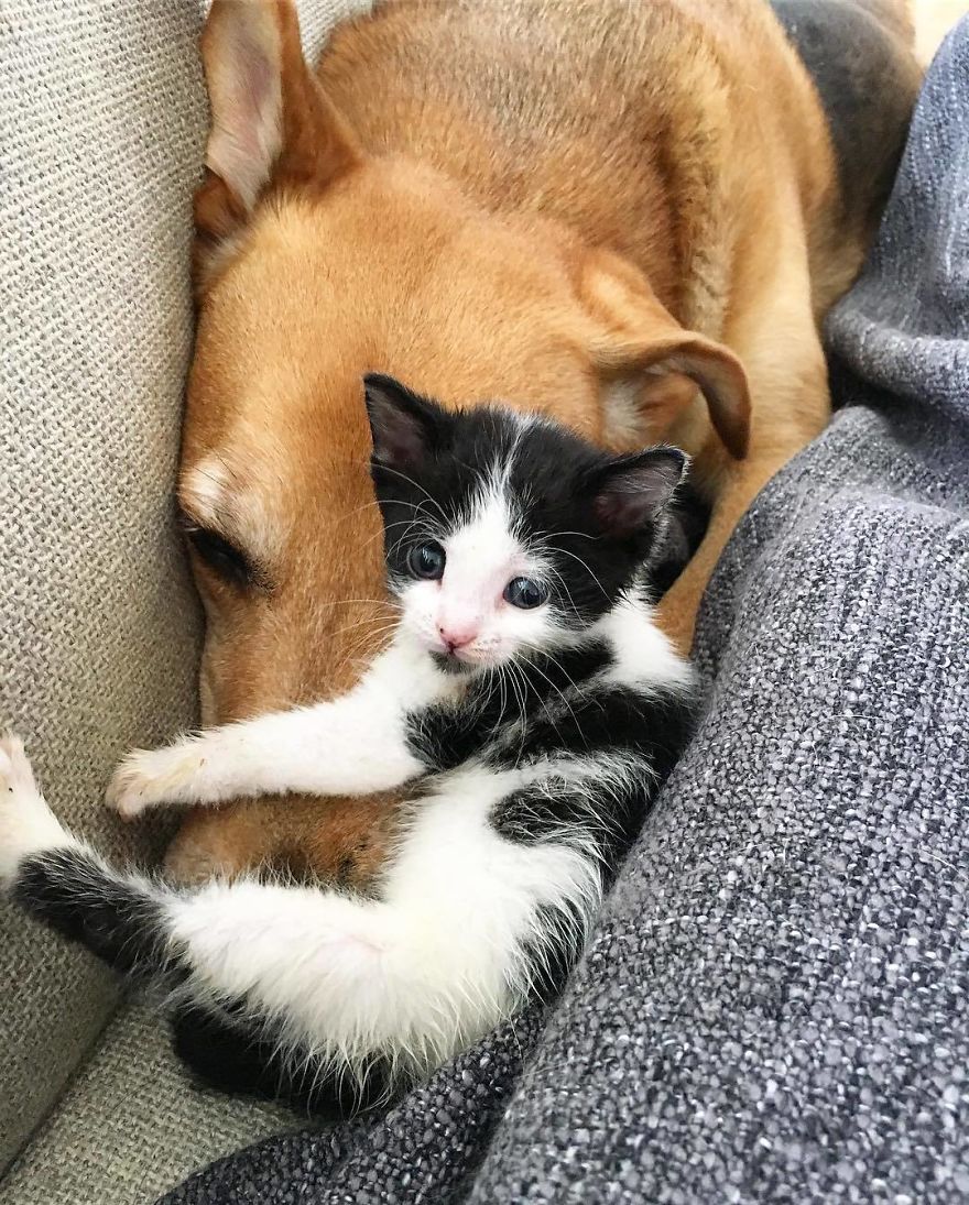 Dog Takes Care Of Every Rescue Kitten In This Cat Shelter And Here Are 30 Pics To Show His Love Is Never-ending Dog Takes Care Of Every Rescue Kitten In This Cat Shelter And Here Are 30 Pics To Show His Love Is Never-ending
