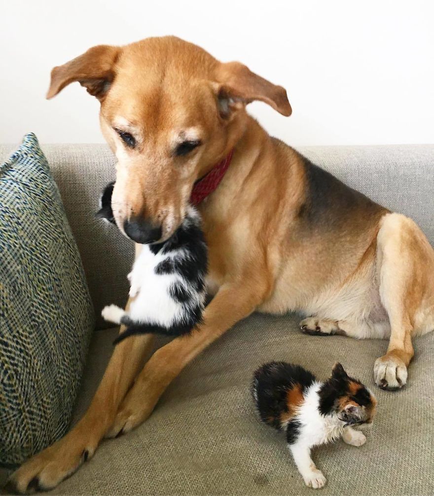 Dog Takes Care Of Every Rescue Kitten In This Cat Shelter And Here Are 30 Pics To Show His Love Is Never-ending Dog Takes Care Of Every Rescue Kitten In This Cat Shelter And Here Are 30 Pics To Show His Love Is Never-ending