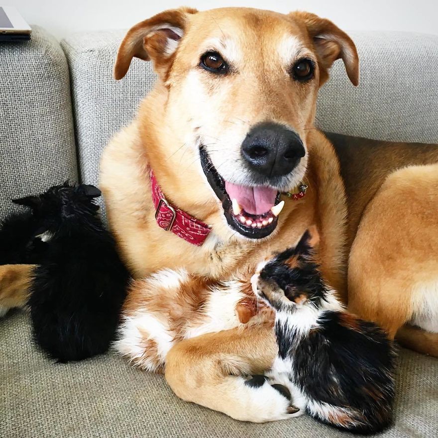 Dog Takes Care Of Every Rescue Kitten In This Cat Shelter And Here Are 30 Pics To Show His Love Is Never-ending Dog Takes Care Of Every Rescue Kitten In This Cat Shelter And Here Are 30 Pics To Show His Love Is Never-ending