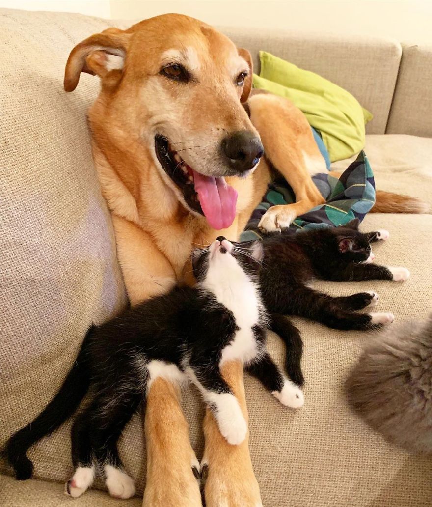 Dog Takes Care Of Every Rescue Kitten In This Cat Shelter And Here Are 30 Pics To Show His Love Is Never-ending Dog Takes Care Of Every Rescue Kitten In This Cat Shelter And Here Are 30 Pics To Show His Love Is Never-ending