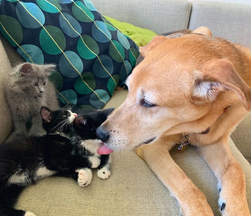 Dog Takes Care Of Every Rescue Kitten In This Cat Shelter And Here Are 30 Pics To Show His Love Is Never-ending Dog Takes Care Of Every Rescue Kitten In This Cat Shelter And Here Are 30 Pics To Show His Love Is Never-ending