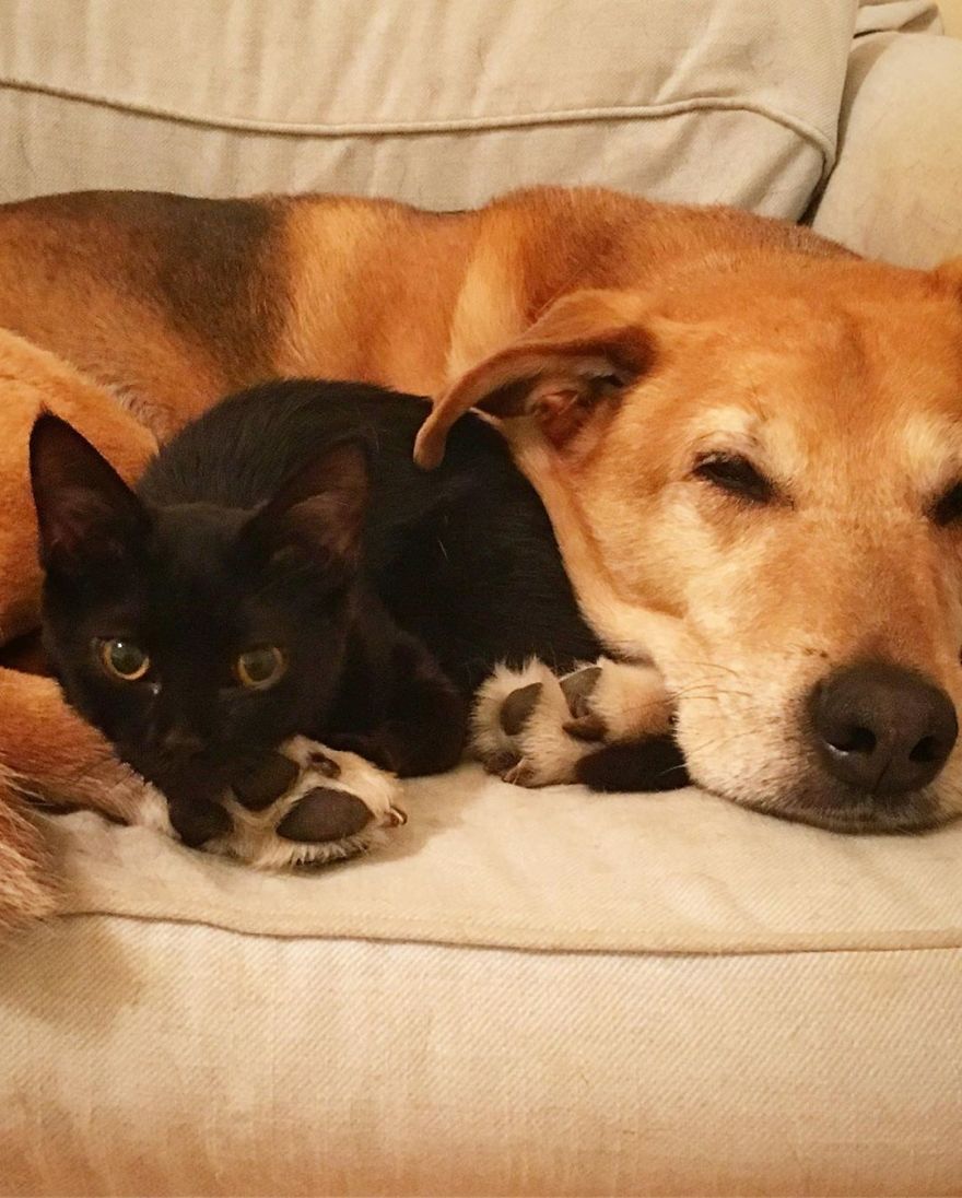 Dog Takes Care Of Every Rescue Kitten In This Cat Shelter And Here Are 30 Pics To Show His Love Is Never-ending Dog Takes Care Of Every Rescue Kitten In This Cat Shelter And Here Are 30 Pics To Show His Love Is Never-ending