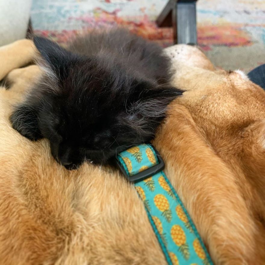 Dog Takes Care Of Every Rescue Kitten In This Cat Shelter And Here Are 30 Pics To Show His Love Is Never-ending Dog Takes Care Of Every Rescue Kitten In This Cat Shelter And Here Are 30 Pics To Show His Love Is Never-ending