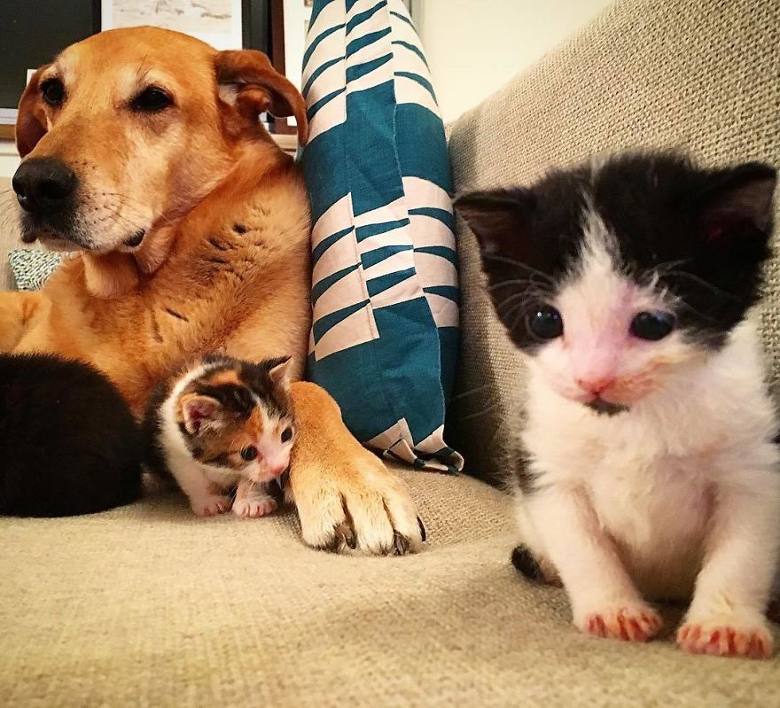 Dog Takes Care Of Every Rescue Kitten In This Cat Shelter And Here Are 30 Pics To Show His Love Is Never-ending Dog Takes Care Of Every Rescue Kitten In This Cat Shelter And Here Are 30 Pics To Show His Love Is Never-ending