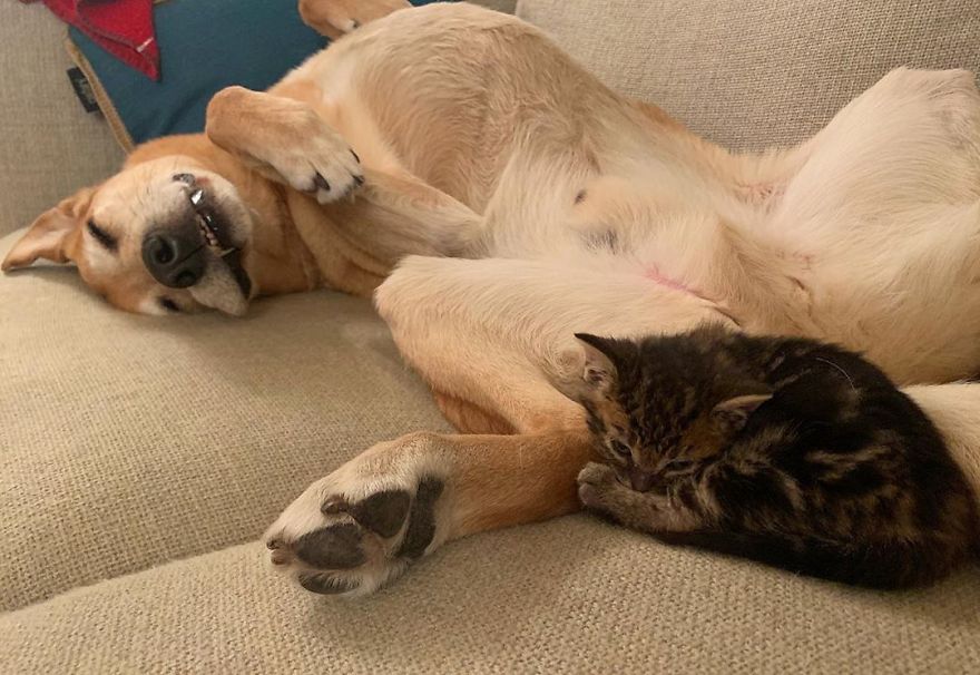Dog Takes Care Of Every Rescue Kitten In This Cat Shelter And Here Are 30 Pics To Show His Love Is Never-ending Dog Takes Care Of Every Rescue Kitten In This Cat Shelter And Here Are 30 Pics To Show His Love Is Never-ending