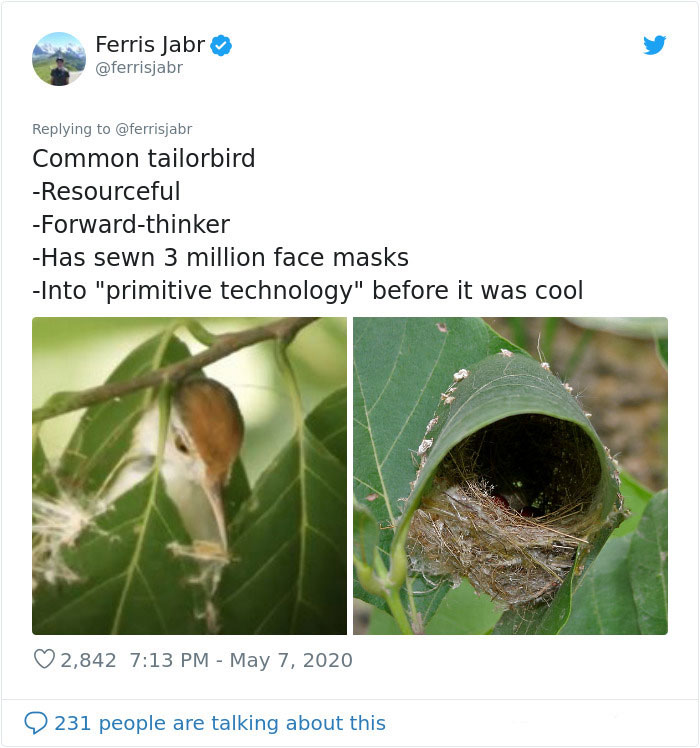 Person Reviews The Incredibly Different Bird Nesting Styles With Ridiculous Commentary (19 Pics) Person Reviews The Incredibly Different Bird Nesting Styles With Ridiculous Commentary (19 Pics)